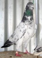 ������ ������� ������ 60