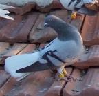 ������ ������� ���� �������